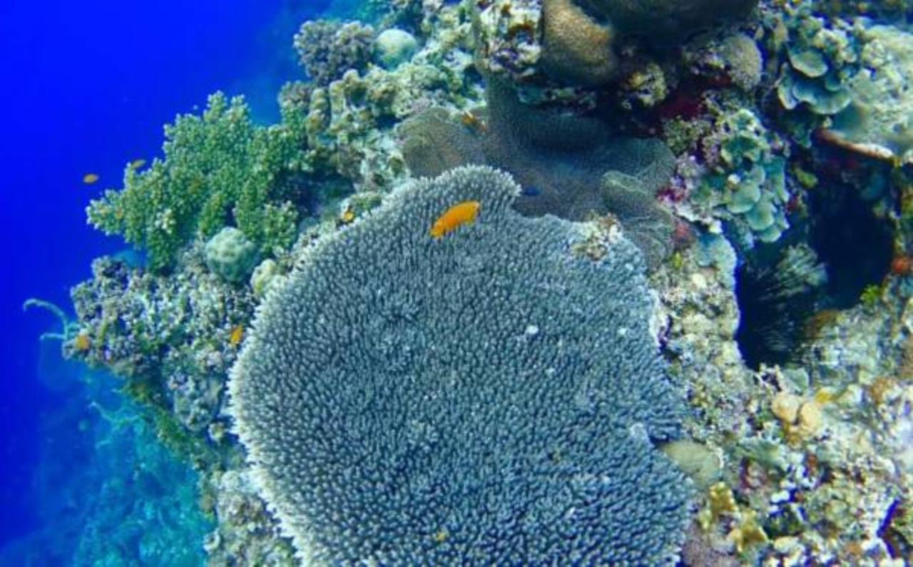 Molave Cove Resort Panglao Kültér fotó