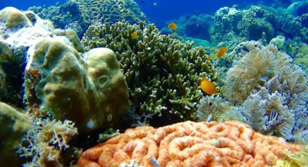 Molave Cove Resort Panglao Kültér fotó