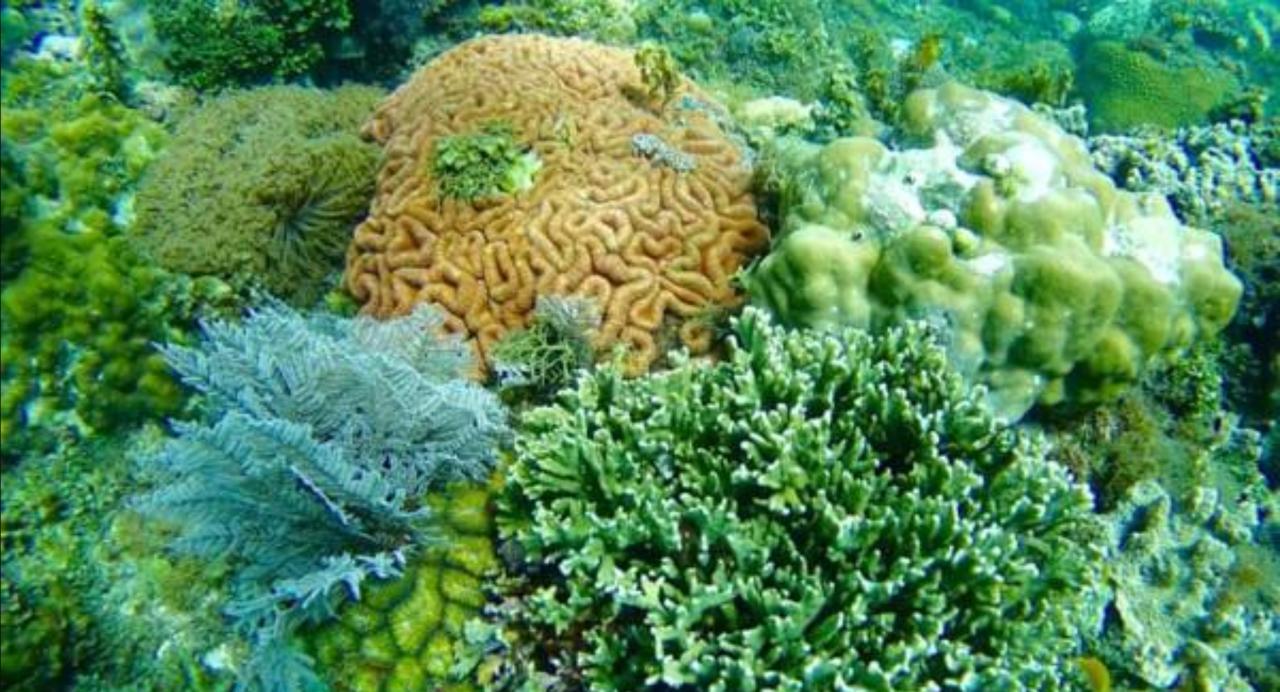 Molave Cove Resort Panglao Kültér fotó