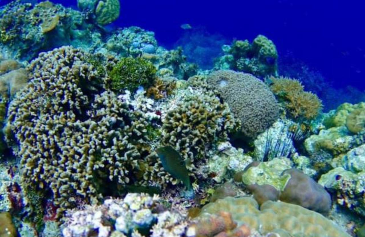 Molave Cove Resort Panglao Kültér fotó